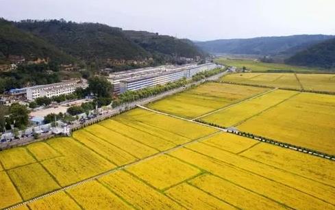 徐州：农业特色种养富