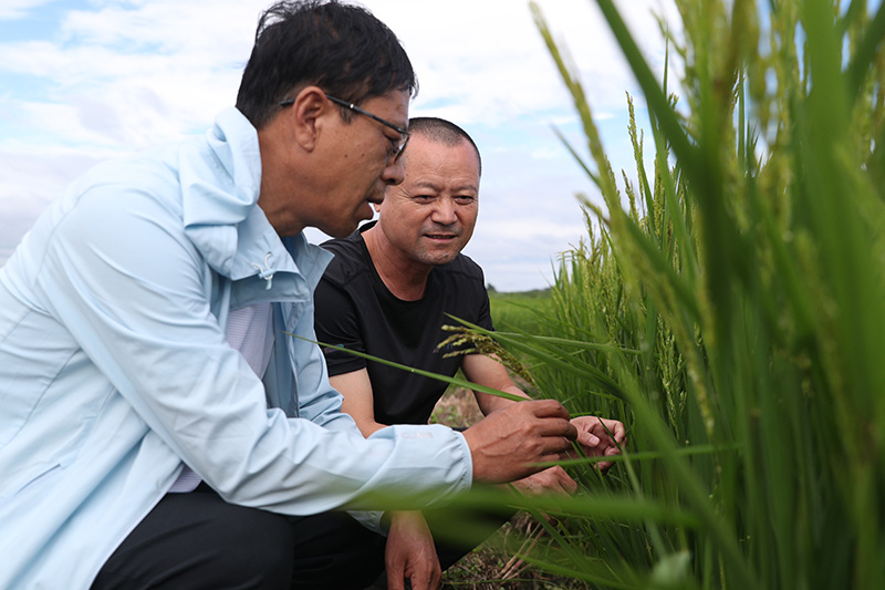 8月11日，黑龙江省尚志市农业技术推广中心的工作人员在当地一处被洪水浸泡过的水稻田里查看水稻情况。新华社记者 张涛 摄