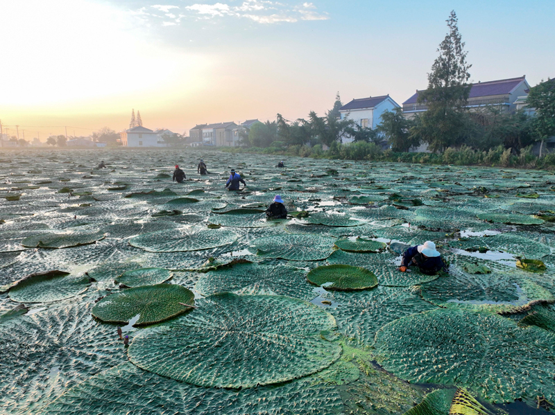 8月18日，泰州市姜堰区申俞村农民在采收芡实(无人机照片)。新华社发(顾继红 摄)