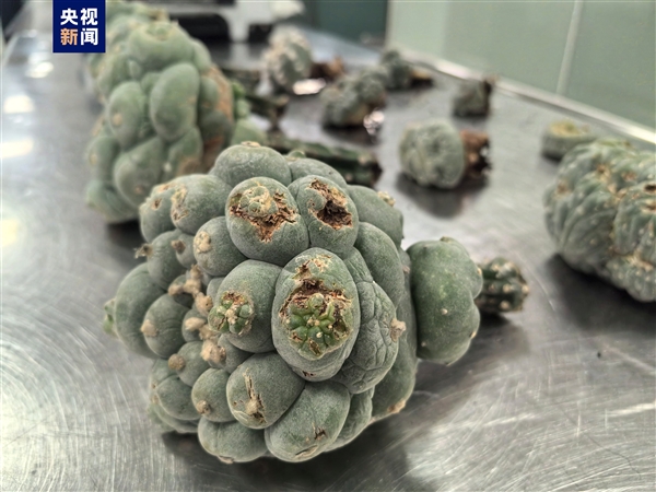 海关截获12株致幻多肉 照片曝光:系乌羽玉 可威胁生命