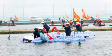 江苏盱眙龙虾开捕了