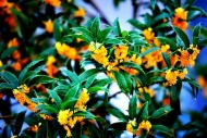 延后开花+雨水加持 今年南京桂花香气更醇厚