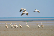 今年首批卷羽鹈鹕抵达盐城黄海湿地