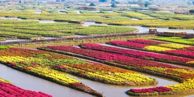 江苏兴化：千垛菊花开 水乡秋意浓