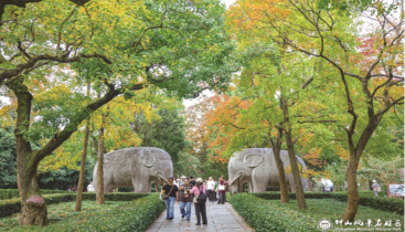 南京“最美600米”石象路绚丽秋景上线