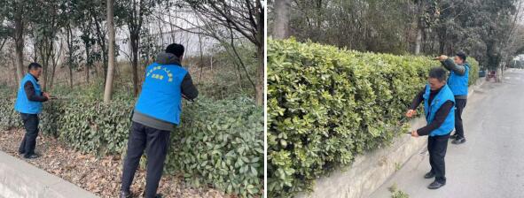 东阳社区：修剪绿篱 美化环境